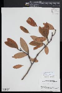 Crataegus germanica image