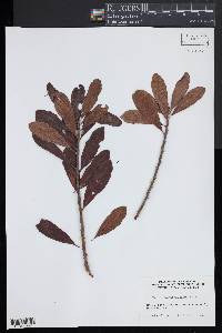 Myrica caroliniensis image