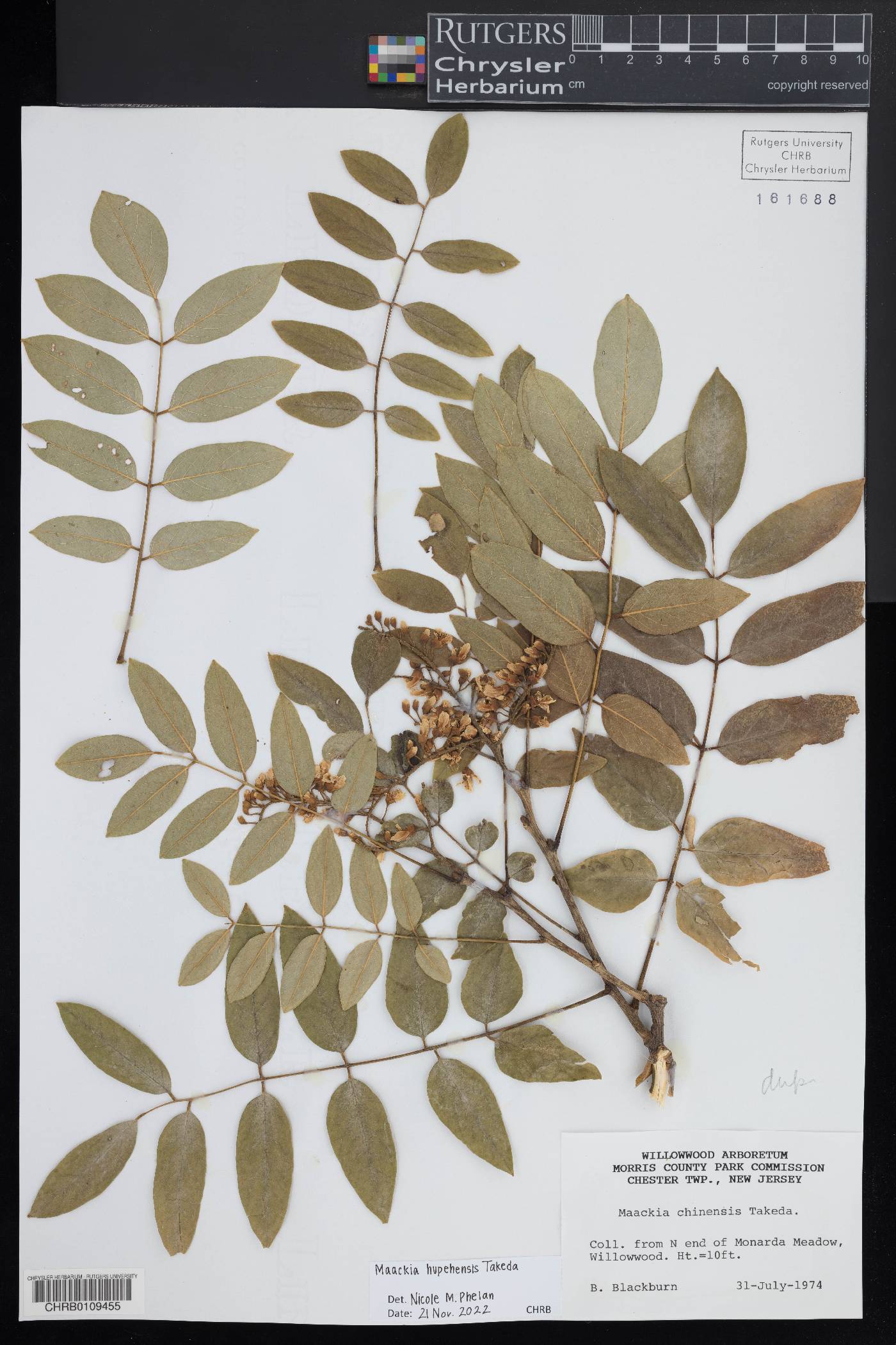 Maackia hupehensis image