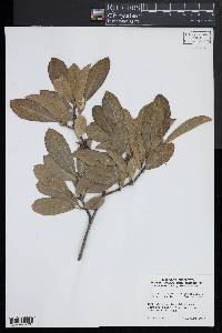 Magnolia stellata image