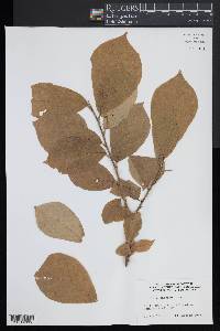 Orixa japonica image