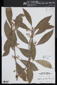 Osmanthus americanus image