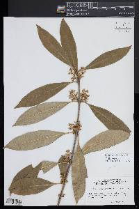 Osmanthus americanus image