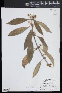 Osmanthus americanus image