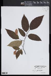 Ostrya japonica image