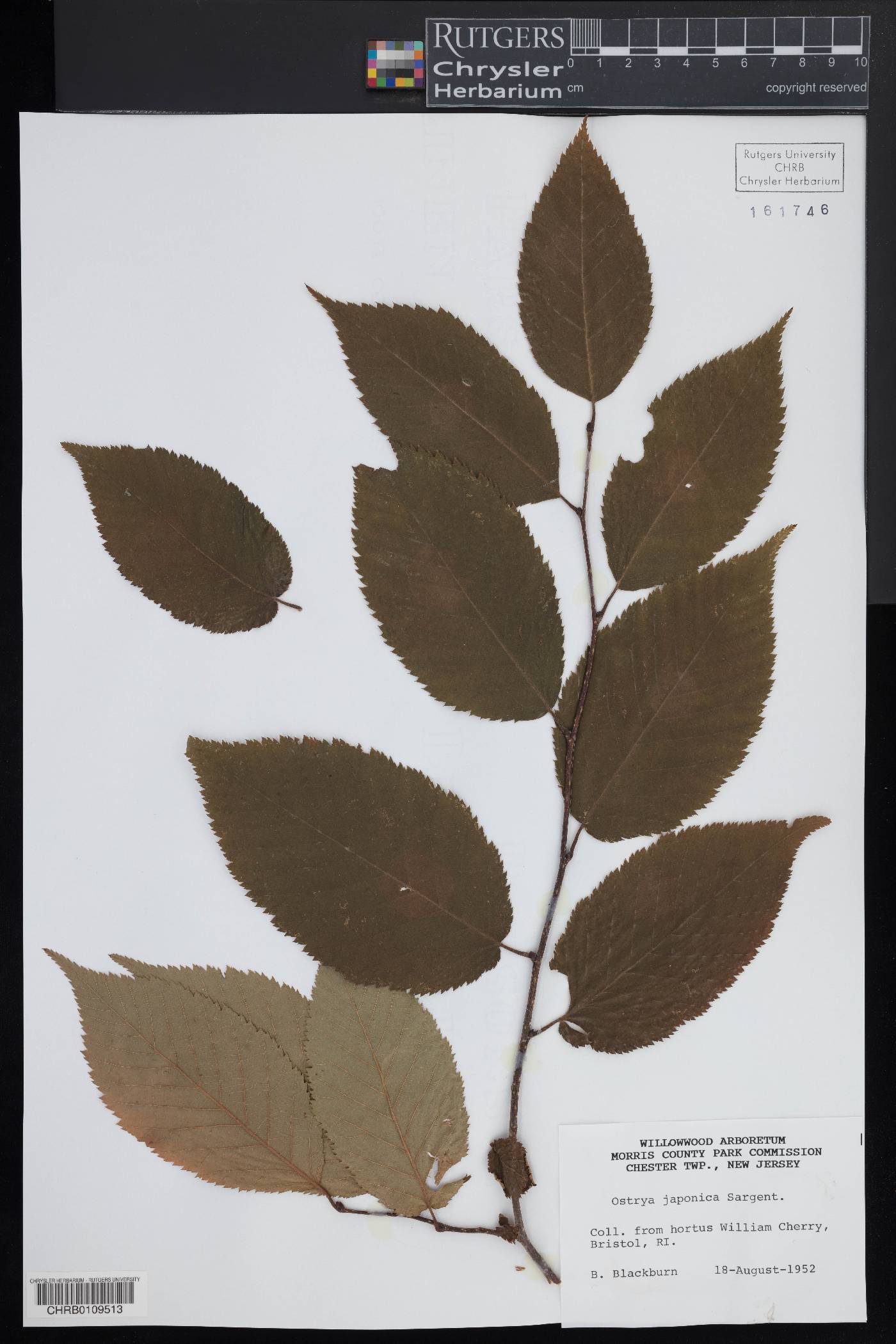 Ostrya japonica image