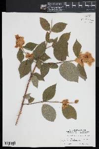 Philadelphus pubescens image