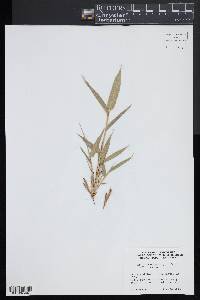 Phyllostachys nigra image