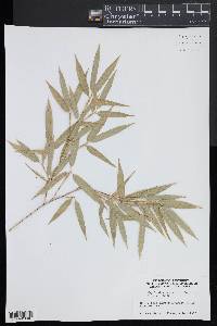 Phyllostachys nigra image