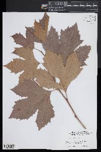 Platanus orientalis image