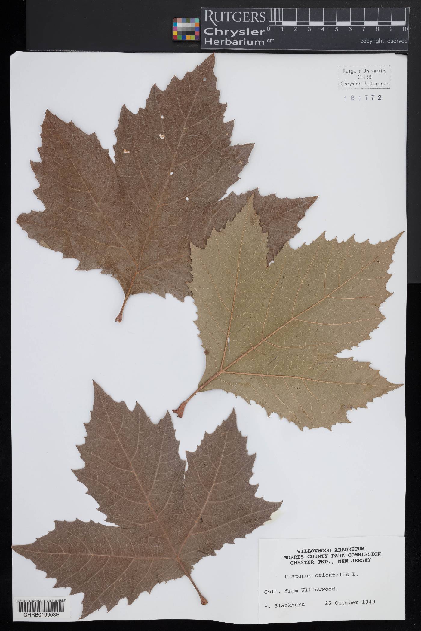 Platanus orientalis image