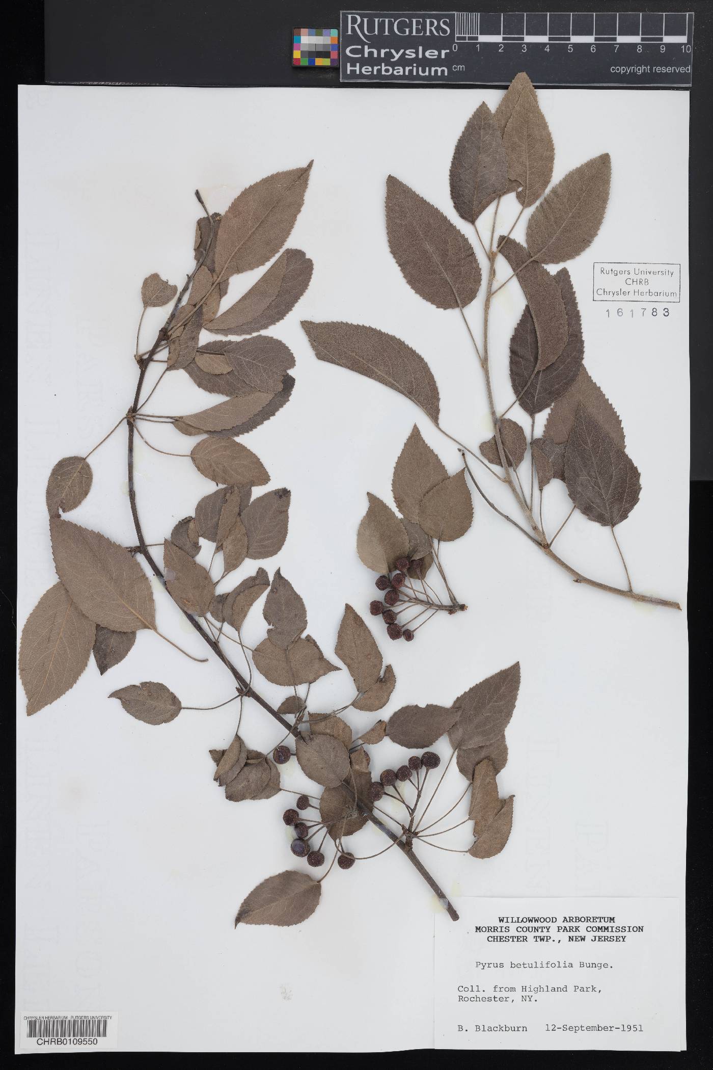 Pyrus betulifolia image