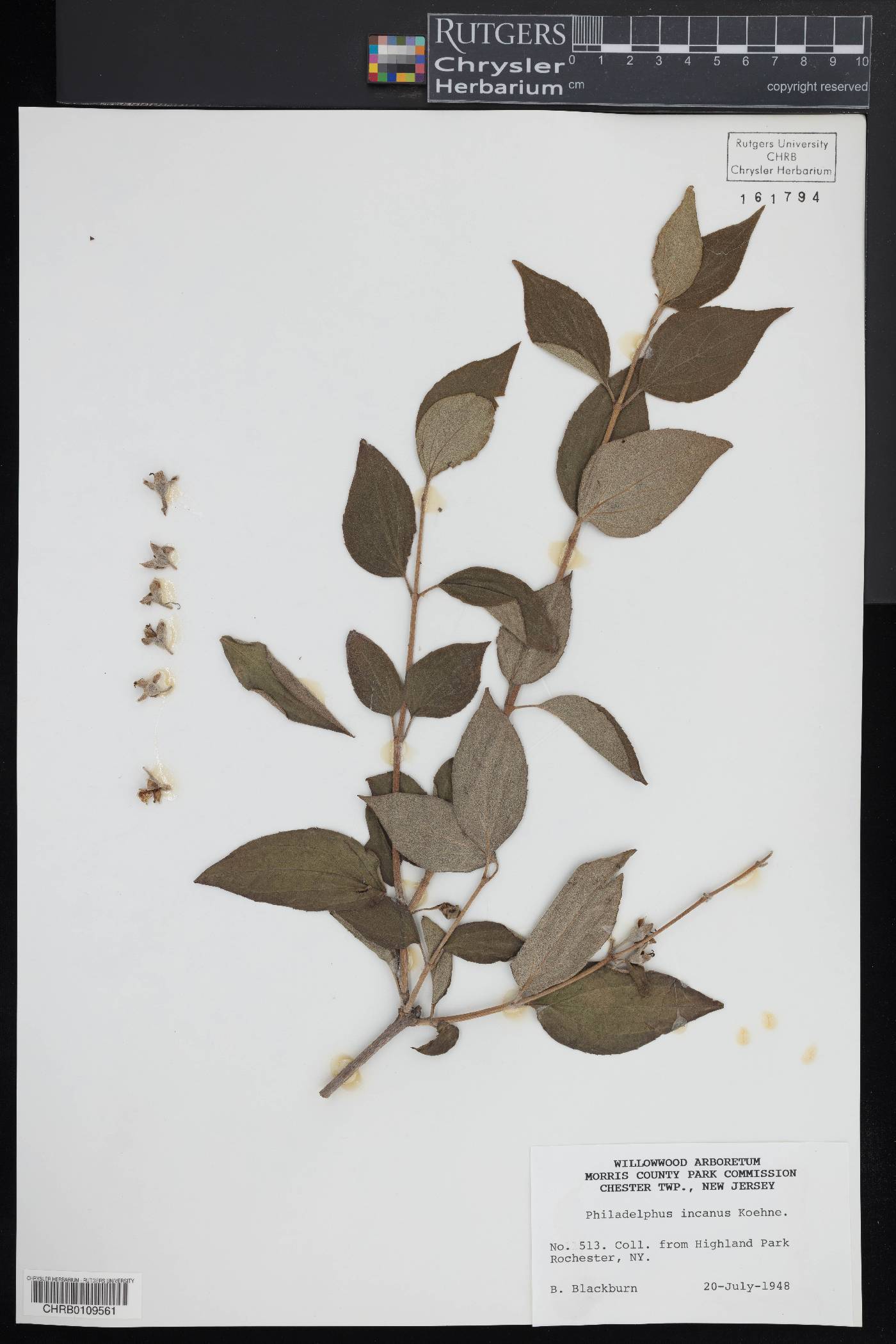 Philadelphus incanus image