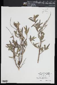 Phillyrea angustifolia image