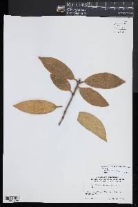 Osmanthus decorus image