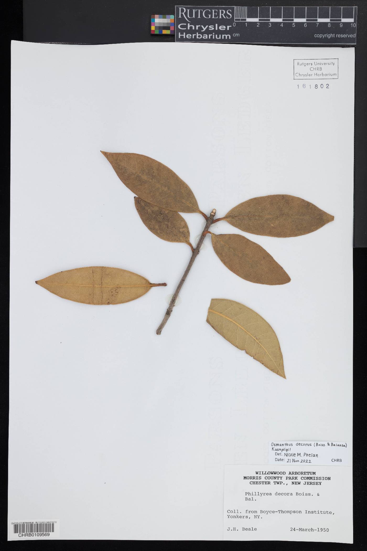 Osmanthus decorus image