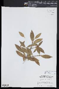 Osmanthus decorus image