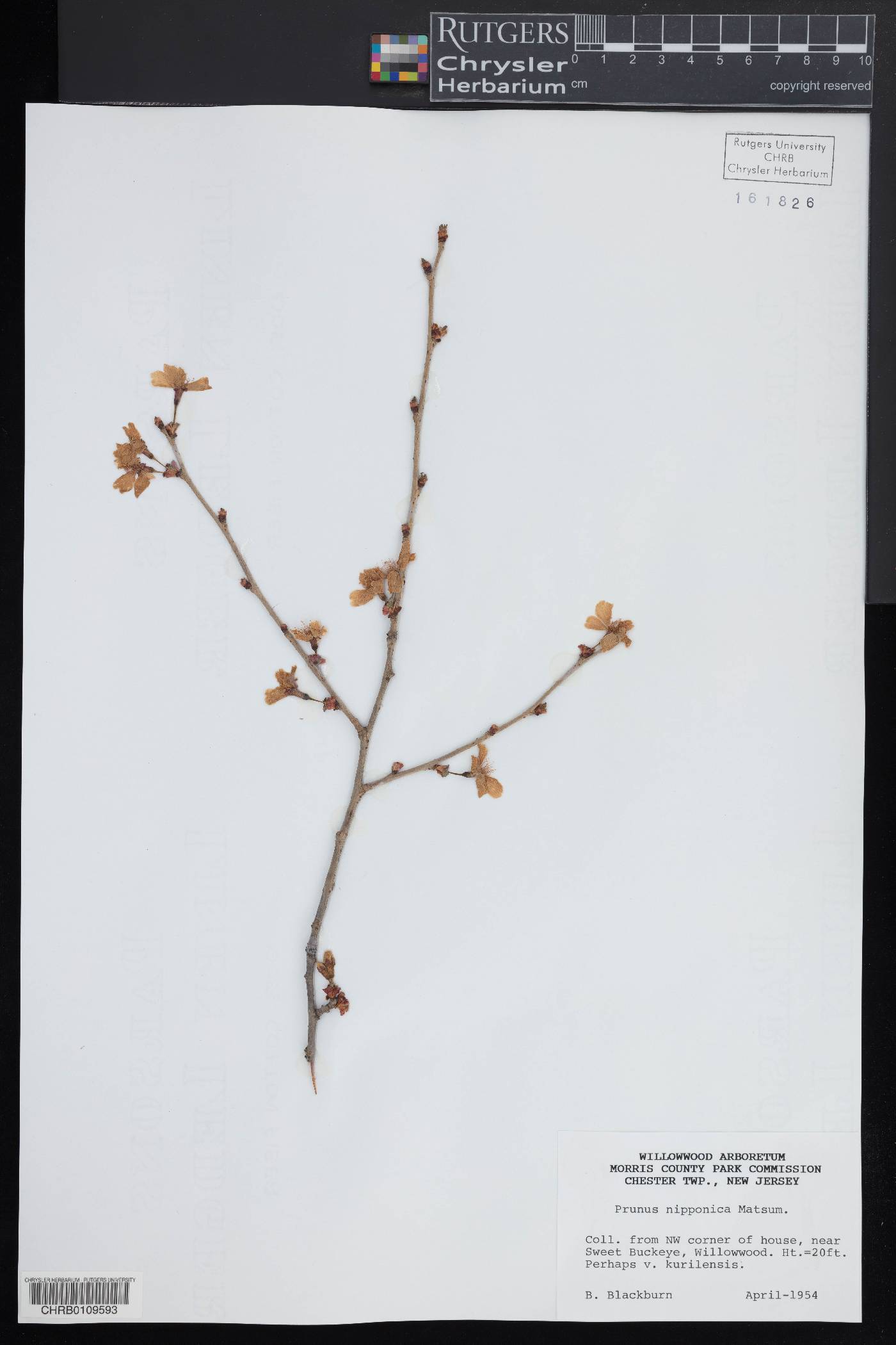Prunus nipponica image
