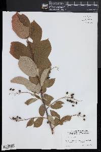 Prunus padus image