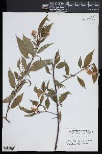 Prunus pensylvanica image