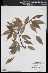 Prunus serrulata image