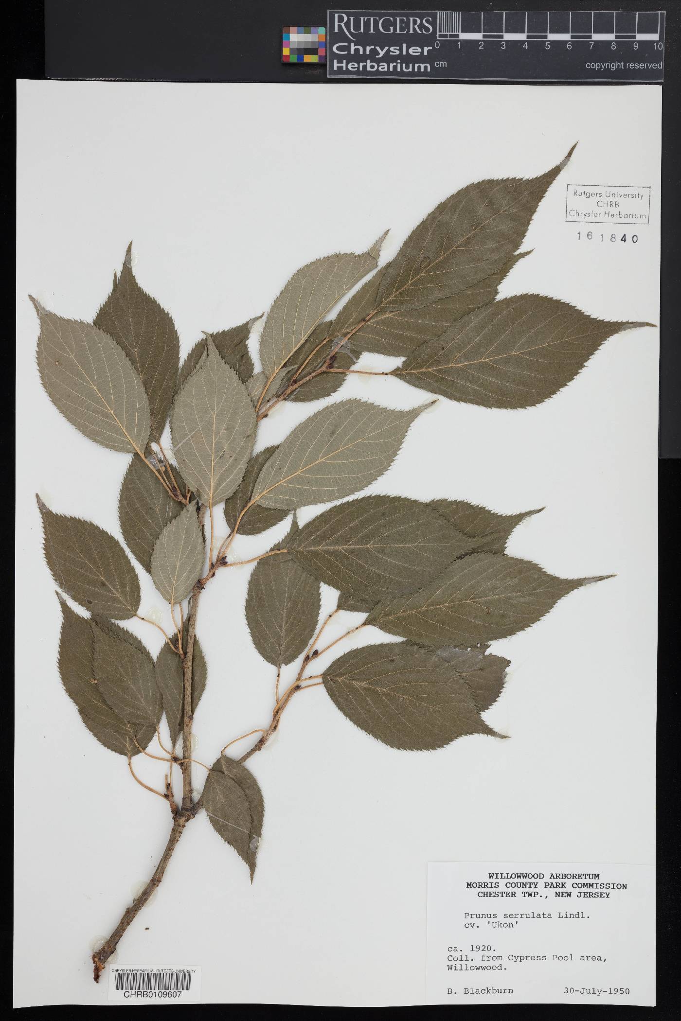 Prunus serrulata image