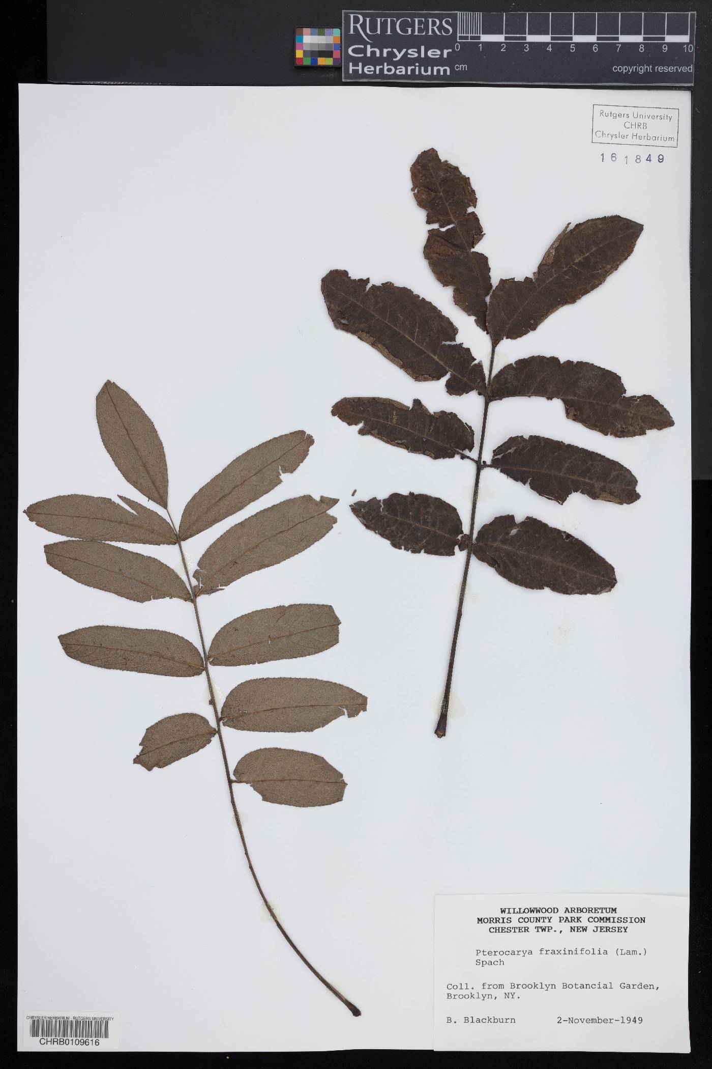 Pterocarya fraxinifolia image