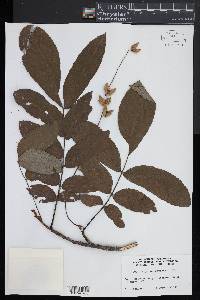 Pterocarya stenoptera image