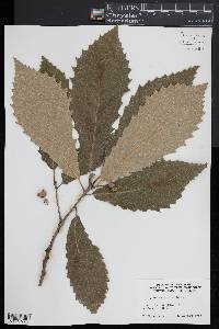 Image of Quercus aliena