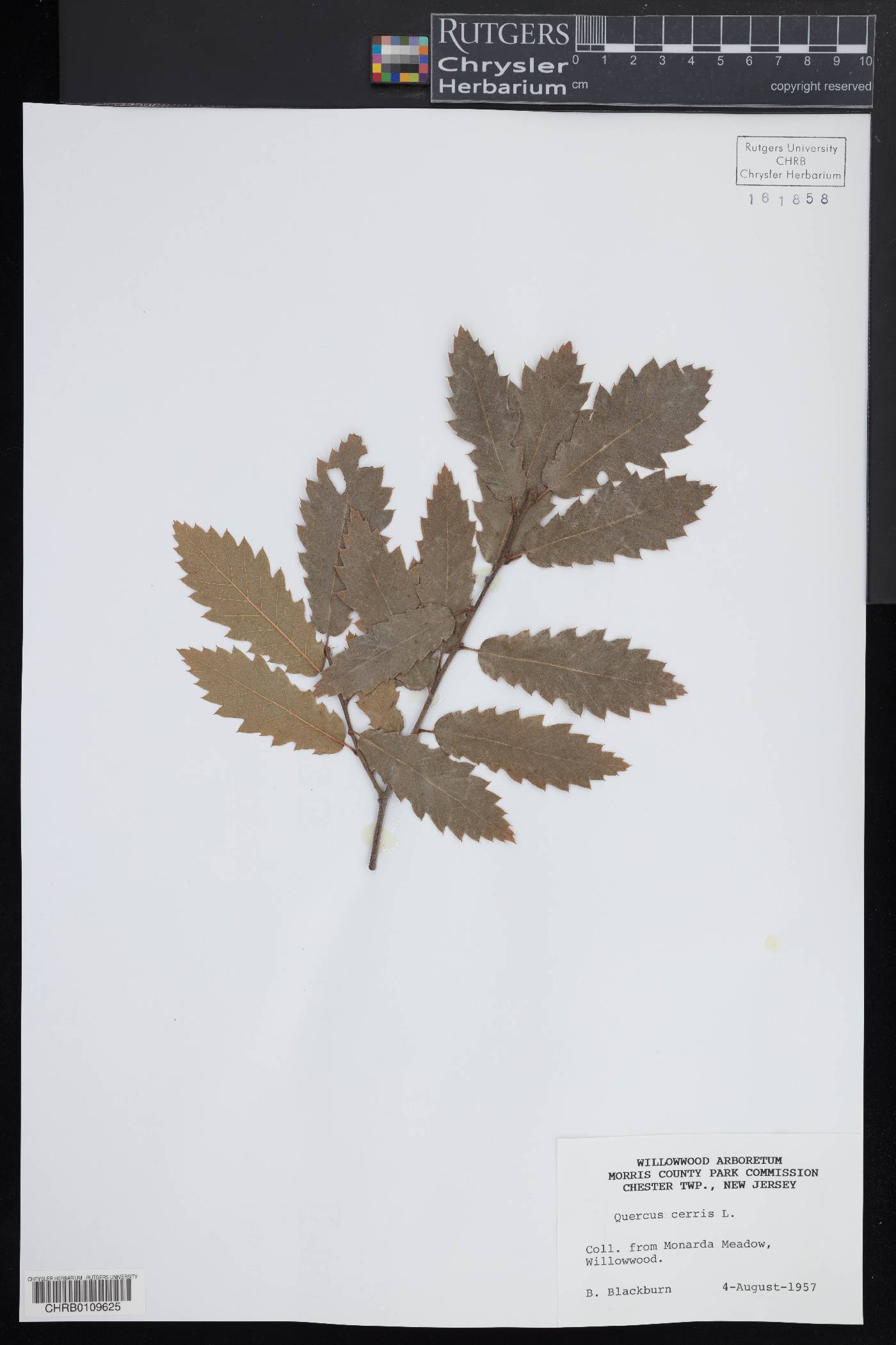 Quercus cerris image