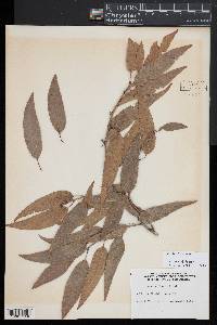 Quercus chenii image