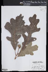 Quercus lyrata image