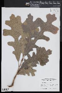 Quercus lyrata image