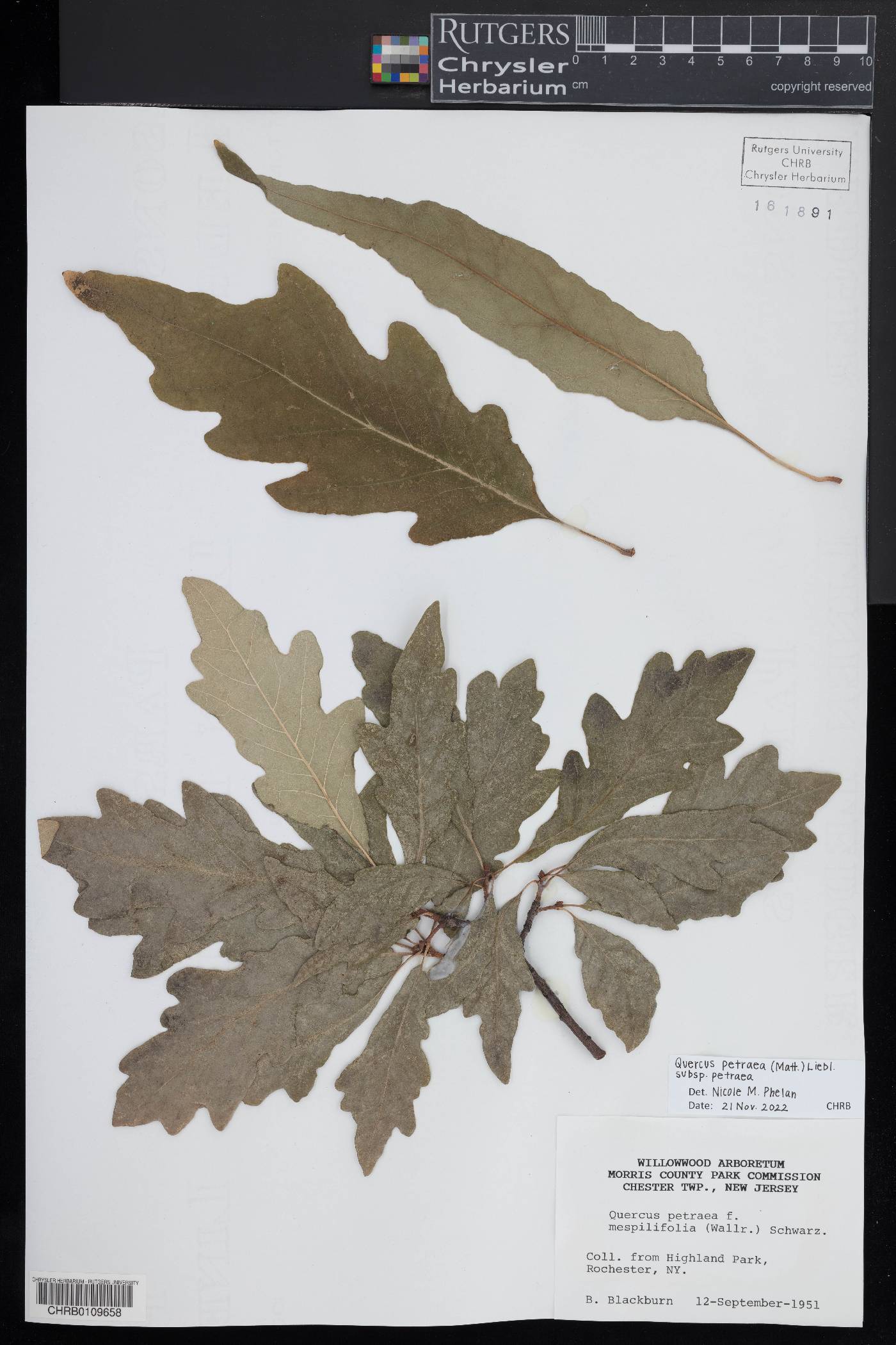 Quercus petraea subsp. petraea image