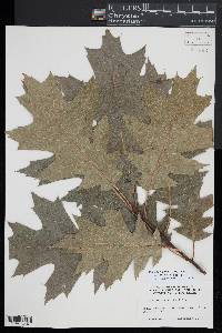 Quercus × hawkinsiae image
