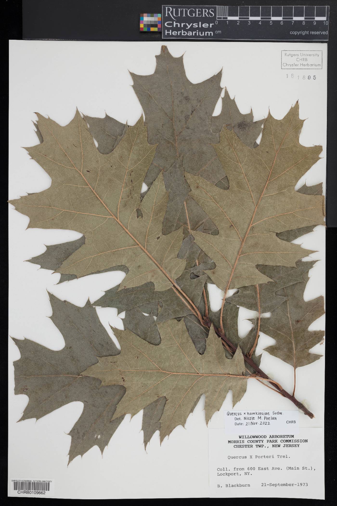 Quercus × hawkinsiae image