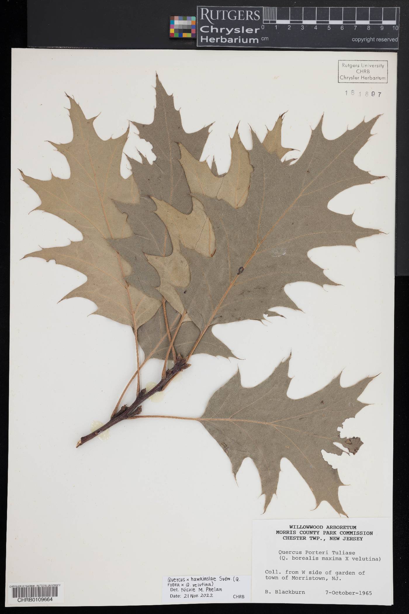 Quercus × hawkinsiae image