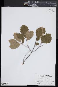 Quercus prinoides image