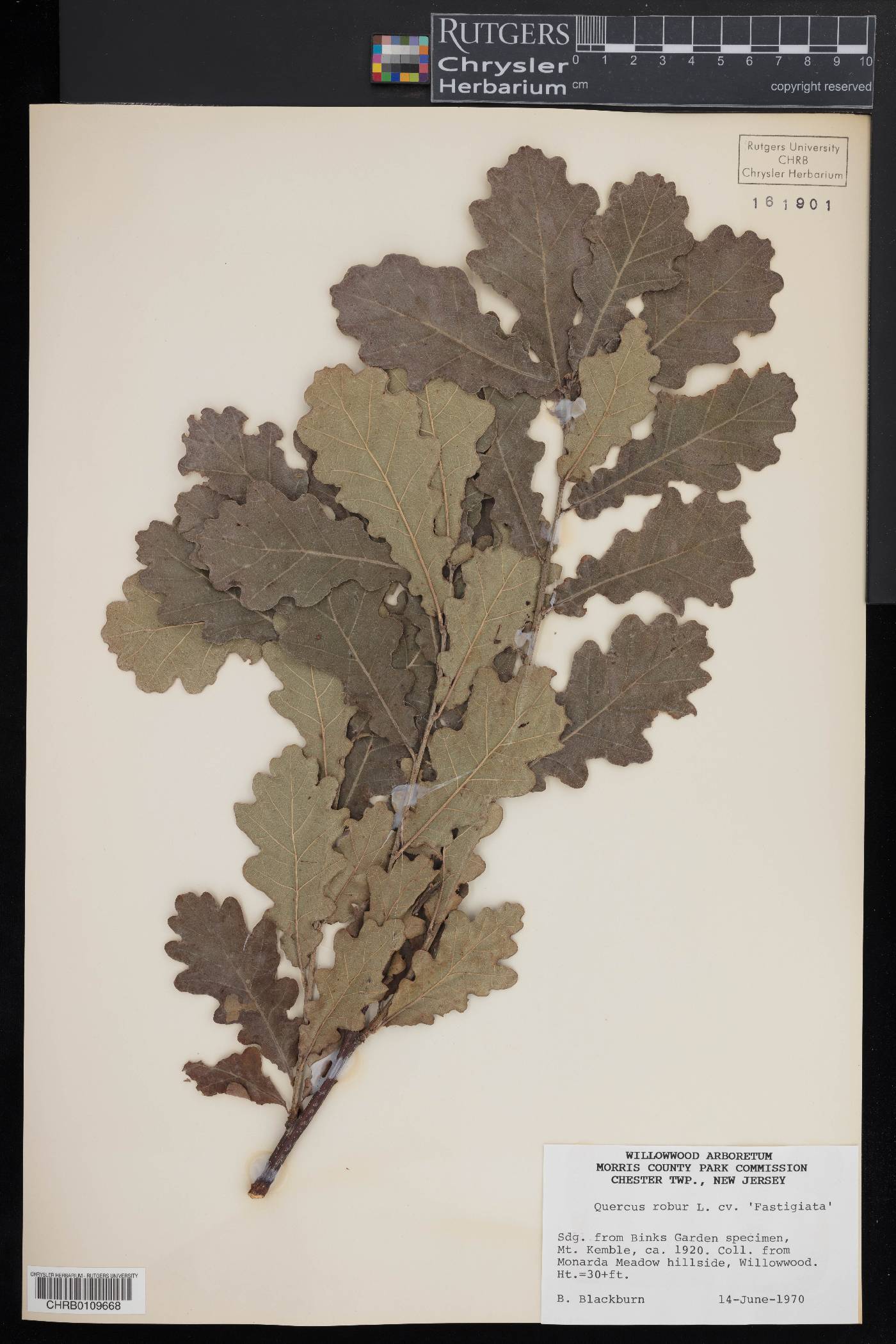 Quercus robur image