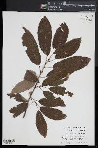 Quercus variabilis image