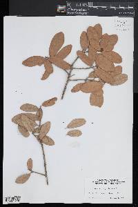 Quercus virginiana image