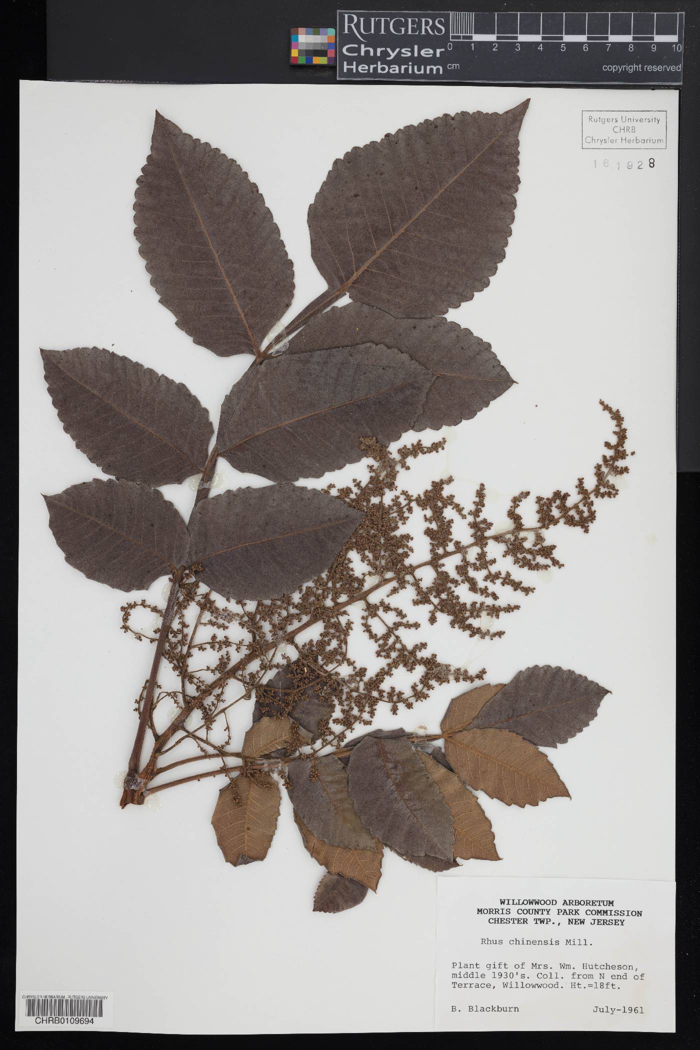 Rhus chinensis image