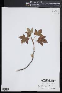 Ribes glandulosum image