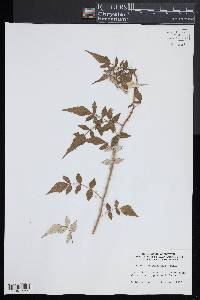 Rubus cockburnianus image