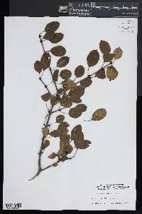 Rhamnus cathartica image