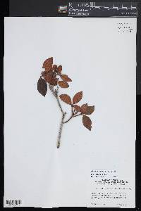 Rhododendron minus image