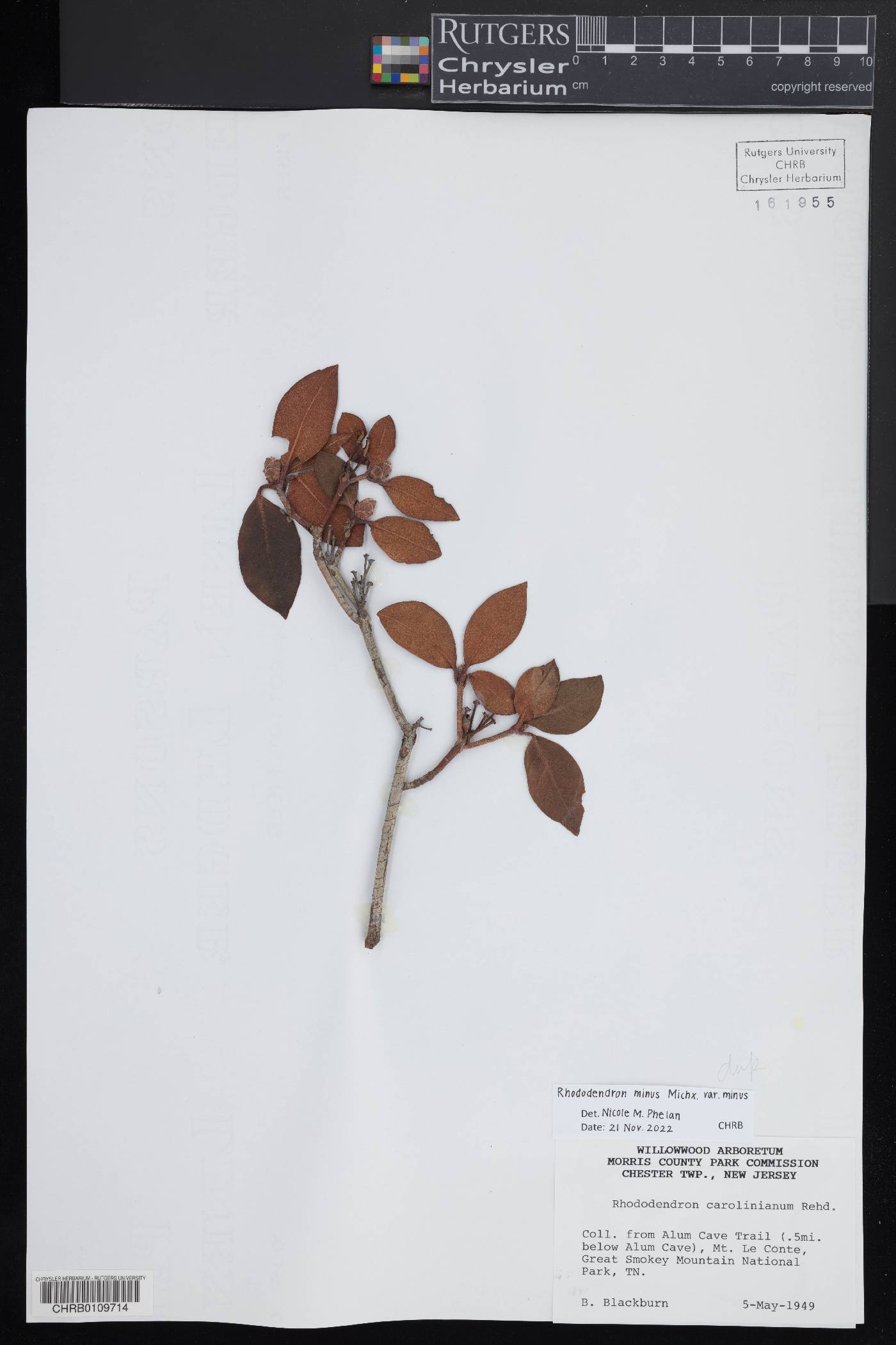 Rhododendron minus var. minus image