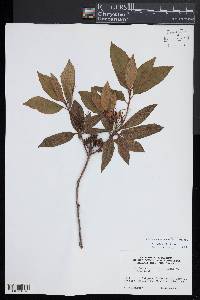 Rhododendron minus image