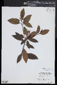 Rhododendron minus image