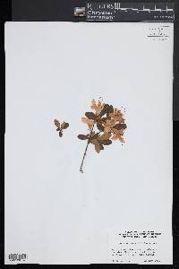 Image of Rhododendron kiusianum
